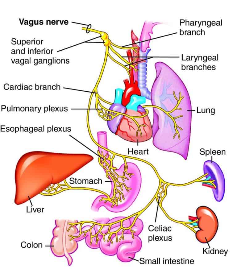 Read more about the article Parasympathetic Arousal: a poly-vagal informed model of neurogenic tremors