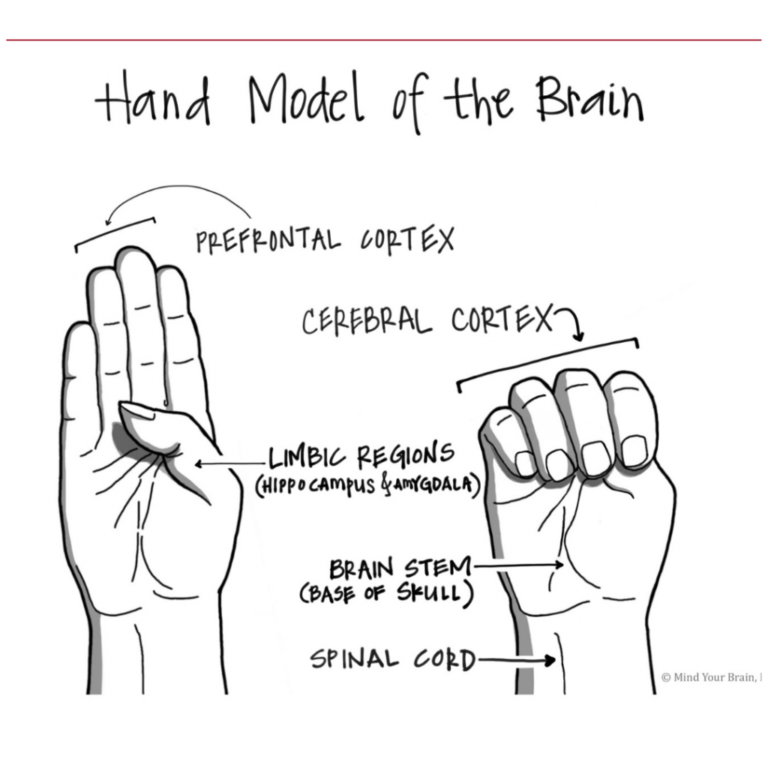 Hand model of The Brain